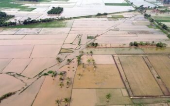 **Pemerintah Gelontorkan Rp 336 Miliar, Revitalisasi Sawah di Sumatera Berpotensi Jadi Investasi Menjanjikan**