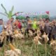 🌾 Polisi Beraksi! Dukung Ketahanan Pangan, Panen 1 Ton Jagung di Bogor 🏛️