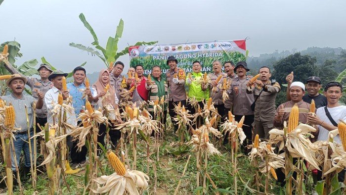 🌾 Polisi Beraksi! Dukung Ketahanan Pangan, Panen 1 Ton Jagung di Bogor 🏛️