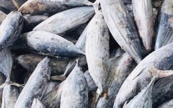 57 Unit Pengolahan Ikan RI Kantongi Izin Ekspor ke Turki dan China – Update 1