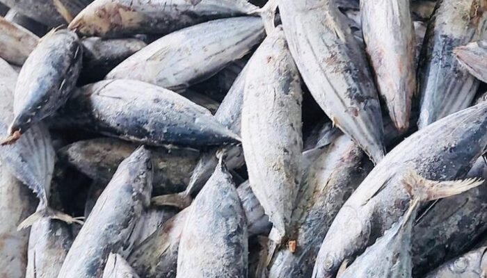 57 Unit Pengolahan Ikan RI Kantongi Izin Ekspor ke Turki dan China – Update 1