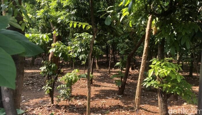 Prostitusi Sesama Jenis Diduga Berlangsung di Taman Kota Cawang, Pemkot Temukan Bukti Kondom