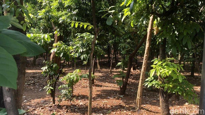 Prostitusi Sesama Jenis Diduga Berlangsung di Taman Kota Cawang, Pemkot Temukan Bukti Kondom