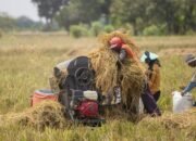 BPS Catat Daya Beli Petani Naik, Ini Datanya: Meningkatkan Nilai Tukar Petani dengan Strategi Bisnis Modern