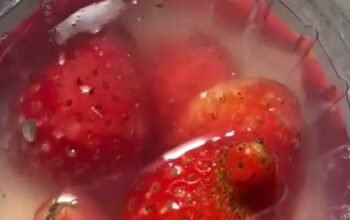 **Belatung dalam Puding MBG di SD Malang, Wali Murid Geram dan Adu Domba**