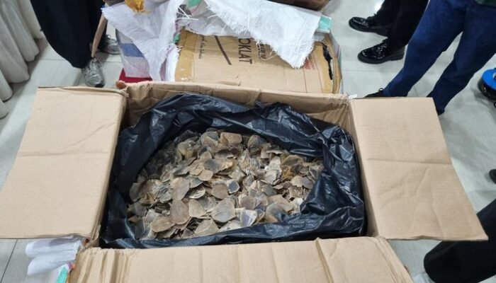 **”Terbongkar Penyelundupan Sisik Trenggiling Ratusan Miliar, Bea Cukai Tangkap 3 Ton Barang Ilegal”**