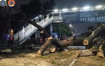 Pohon Besar di Jaksel Tumbang Timpa Pemotor, Tragedi Seorang Pengendara di Lenteng Agung