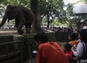 Ragunan Zoo H+1 Lebaran, Buka Pagi到Sore, Jangan Lewatkan!