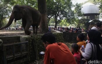 Ragunan Zoo H+1 Lebaran, Buka Pagi到Sore, Jangan Lewatkan!
