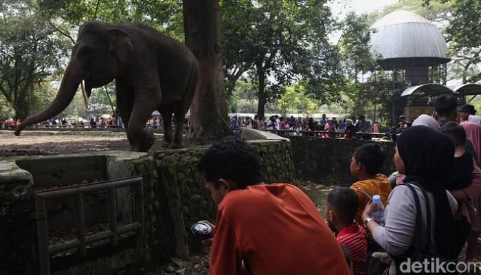 Ragunan Zoo H+1 Lebaran, Buka Pagi到Sore, Jangan Lewatkan!